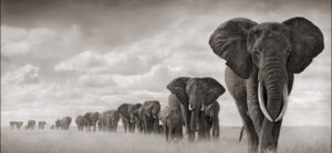 black and white herd of elephants walking in line on an open field